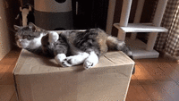 best_video_is.gif