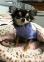 best_video_kompli.gif