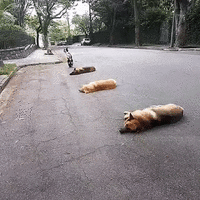 1 (1).gif
