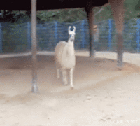 best_video_obida.gif