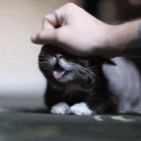 https__vk_com_gif_fak.gif