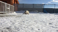 NiT.gif