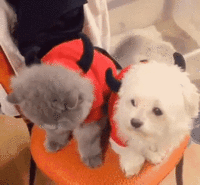 22345.gif