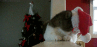 IMG_0059.GIF