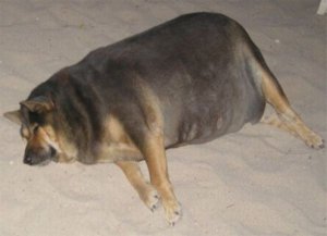 chto_delat_esli_y_sobaki_lishnii_ves-3.jpg