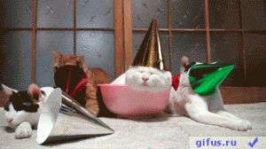 best_video_pra.gif