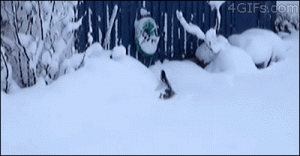 schekotno1697.gif