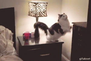IMG_0334.gif