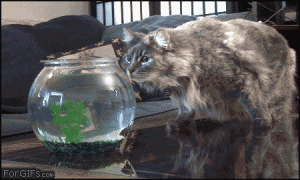 original-1.gif
