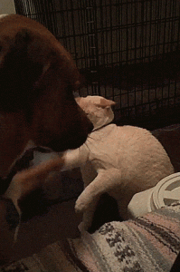 https__vk_com_gif_fak (1).gif