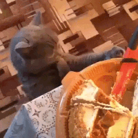 https__vk_com_gif_fak (2).gif