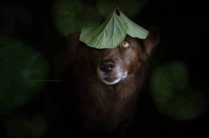 GeierSoulfulDog-9.jpg