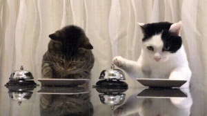 oQy59Lt.gif