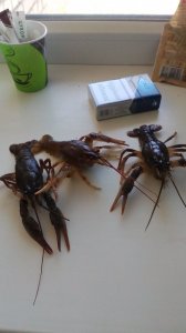 IMG_20170415_124947.jpg