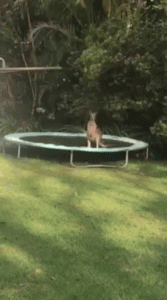 SF1PA1L7rUOAM.gif