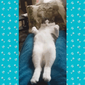 f38fcffe810fd3925c6d8d73a0827863 (1).gif