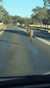 QhzCShlR5c7sc.gif