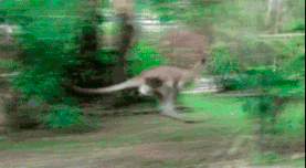 fvuNlwpnfe9gs.gif