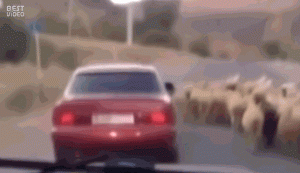 best_video_shash.gif