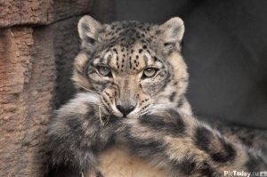 snow-leopards-biting-tail-funny-cats-11.jpg