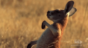 3o7qE29stIOthjc2cw.gif