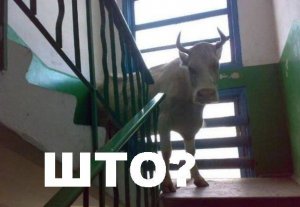 што.jpg