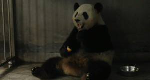 5761854_9fbb7d80e4ac717fbab68ea6e890e366_800.gif