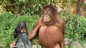 498748_222320.png
