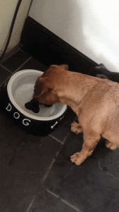 BumazhnySamoletik.gif