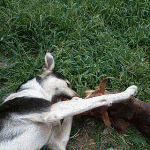 P70809-172715.gif