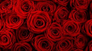 rose1.jpg