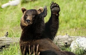 454-292-Alaska_bear.jpg