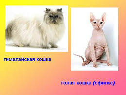 images(2).jpeg