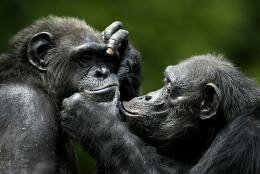 1-chimpanzeesp.jpg