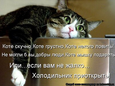 kotomatritsa_oF.jpg