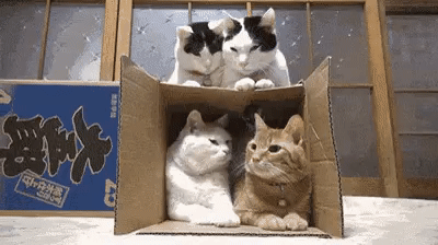 IMG_20160314_001130_41.gif