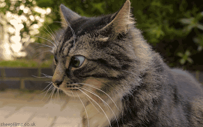 72256_original_yapfiles.ru.gif