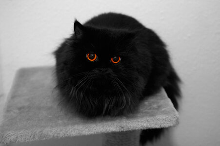 котэ-черный-кот-глаза-2809300.jpeg