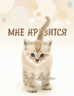 1.gif