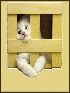 cat2.gif_480_480_0_64000_0_1_0.gif