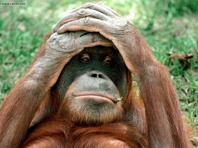 Orangutan_China_1440x1080.jpg