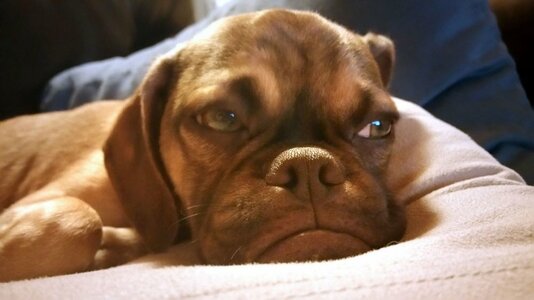 PAY-Grumpy-Earl-the-dog.jpg