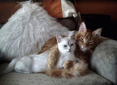 cat-love-sweet-embrace.jpg
