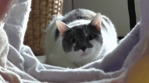 39378325200411626cb2b9ca2de87a56.gif