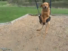 gifs_16.gif