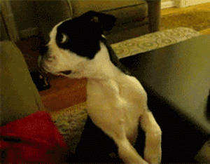 orig.gif