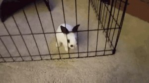 funny-gif-rabbit-escaping-cage.gif
