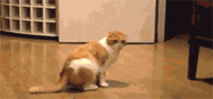 1453190351_gifs_06.gif