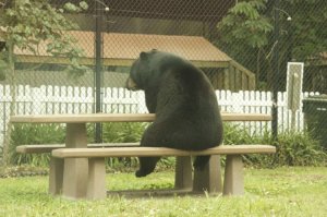 bears-like-man-011.jpg