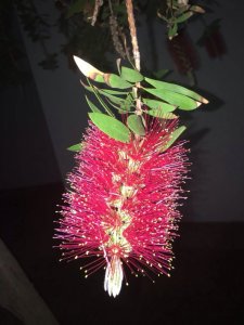 IMG_9920.JPG